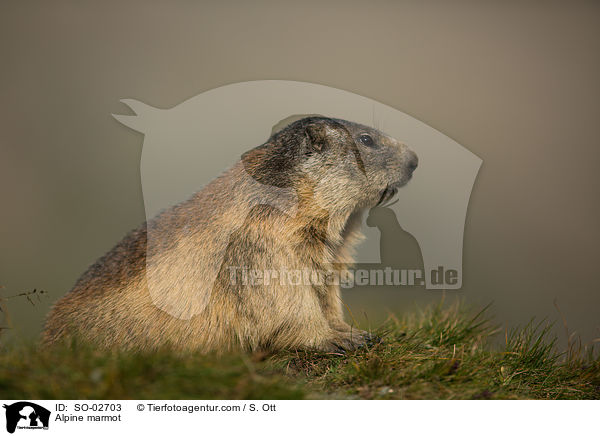 Alpine marmot / SO-02703