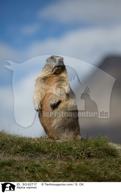 Alpine marmot / SO-02717