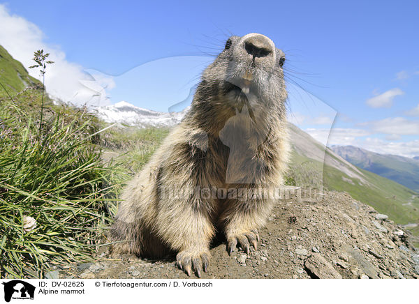 Alpenmurmeltier / Alpine marmot / DV-02625