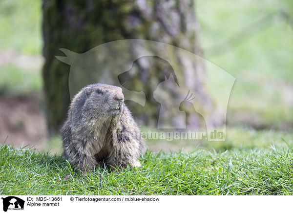 Alpine marmot / MBS-13661