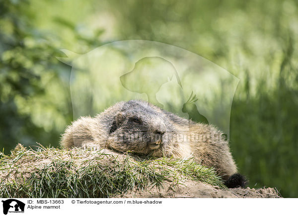 Alpine marmot / MBS-13663