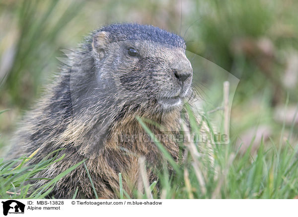 Alpine marmot / MBS-13828