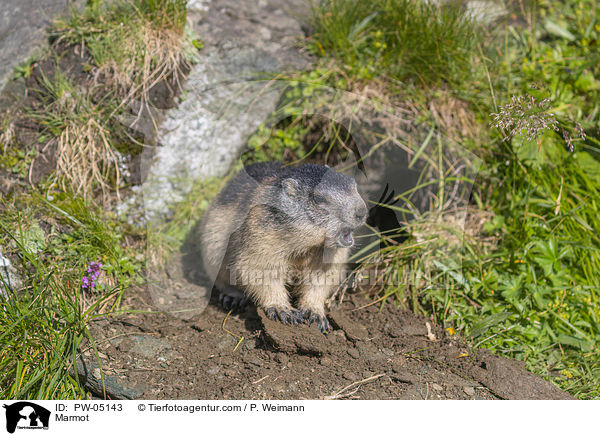 Marmot / PW-05143