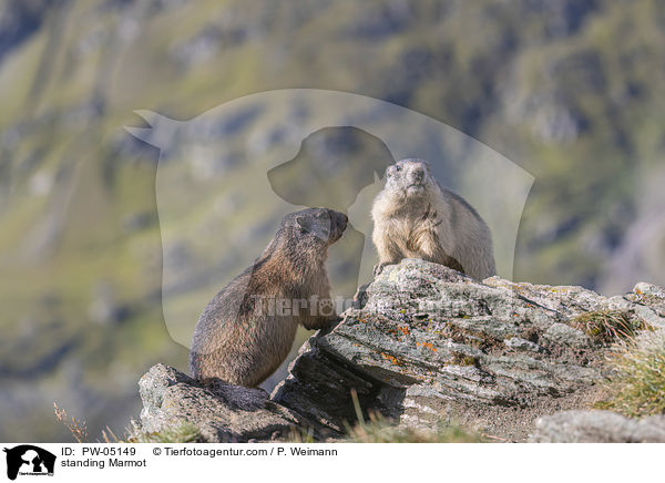 standing Marmot / PW-05149