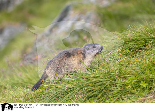 standing Marmot / PW-05179