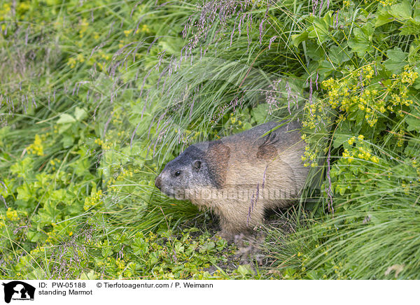 standing Marmot / PW-05188