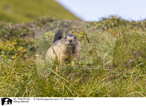 sitting Marmot / PW-05193
