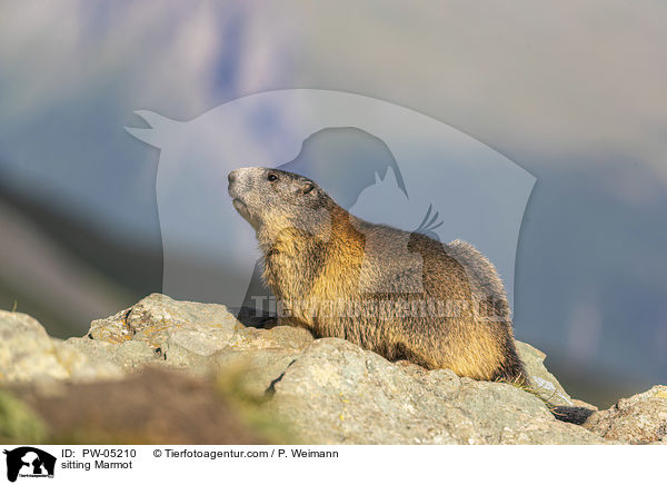 sitting Marmot / PW-05210
