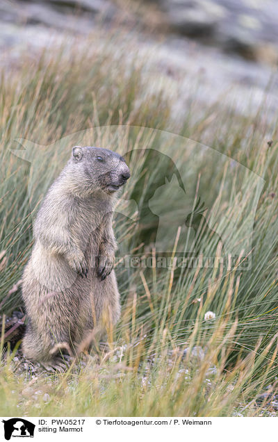 sitting Marmot / PW-05217
