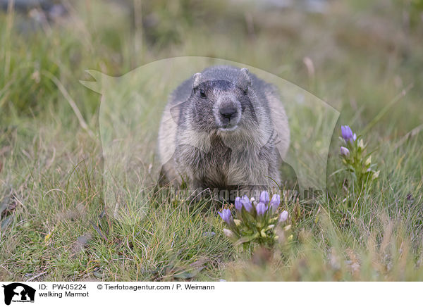 walking Marmot / PW-05224
