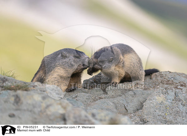 Marmot mum with Child / PW-05231