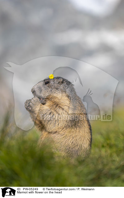 Murmeltier mit Blume auf dem Kopf / Marmot with flower on the head / PW-05249