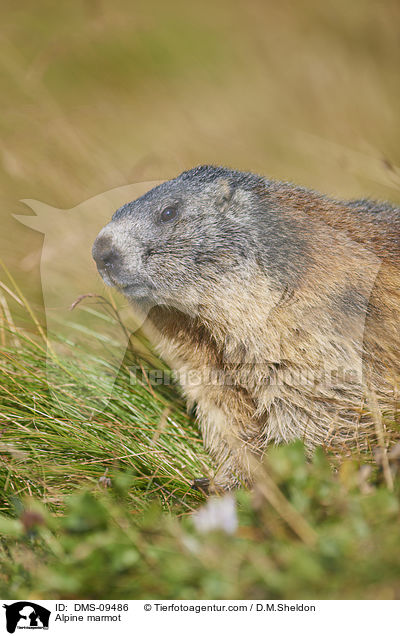 Alpenmurmeltier / Alpine marmot / DMS-09486