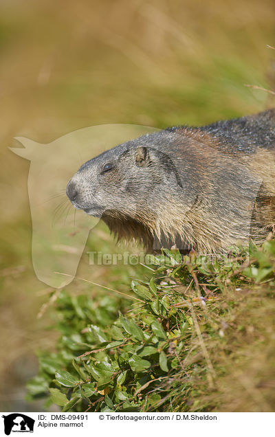 Alpine marmot / DMS-09491