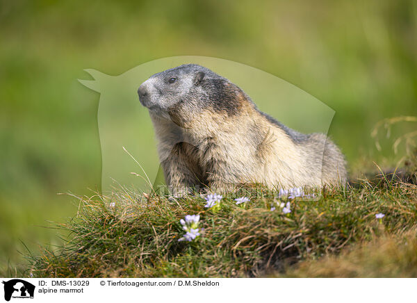Alpenmurmeltier / alpine marmot / DMS-13029