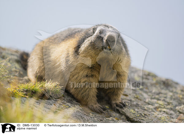 Alpenmurmeltier / alpine marmot / DMS-13030