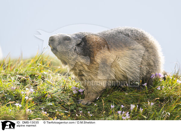 Alpenmurmeltier / alpine marmot / DMS-13035