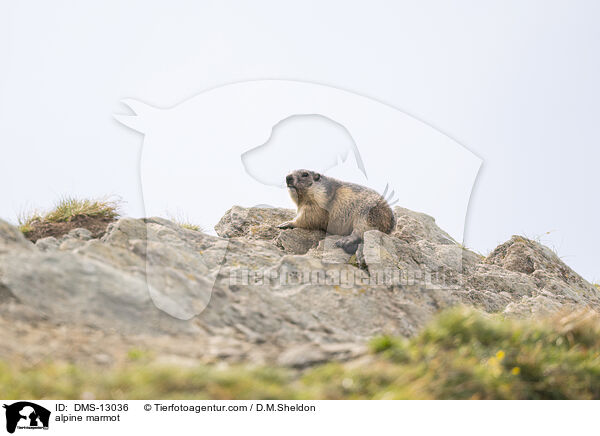 Alpenmurmeltier / alpine marmot / DMS-13036