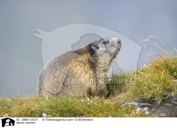 Alpenmurmeltier / alpine marmot / DMS-13037