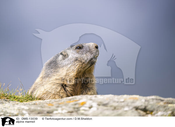 Alpenmurmeltier / alpine marmot / DMS-13039
