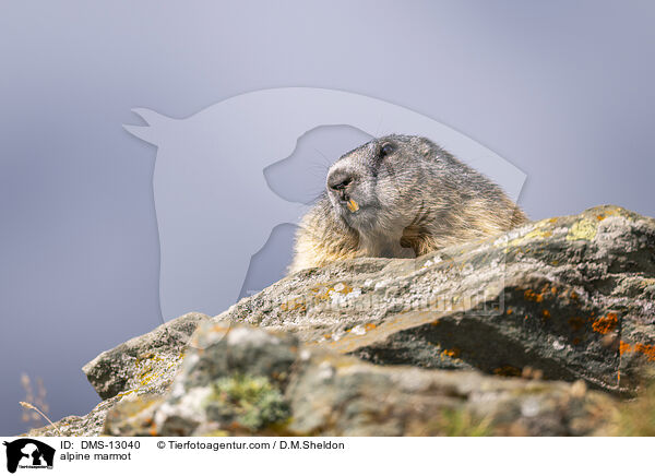 Alpenmurmeltier / alpine marmot / DMS-13040