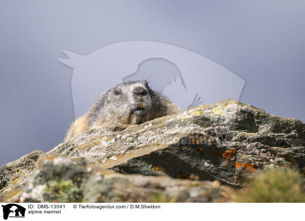 Alpenmurmeltier / alpine marmot / DMS-13041