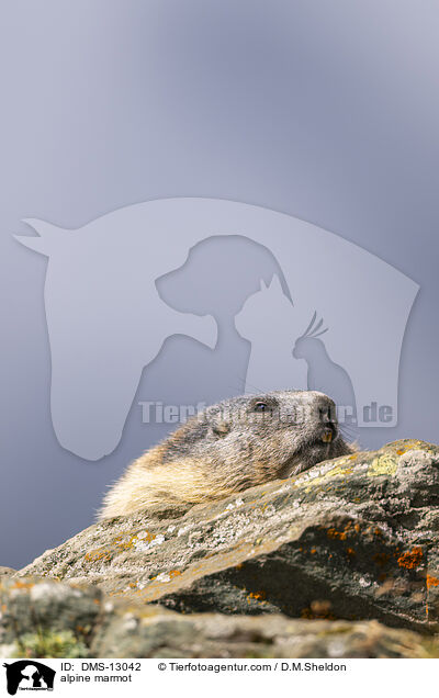Alpenmurmeltier / alpine marmot / DMS-13042