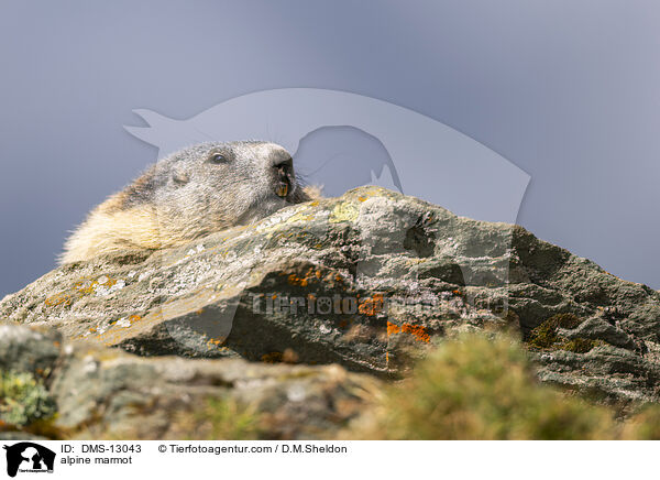 Alpenmurmeltier / alpine marmot / DMS-13043