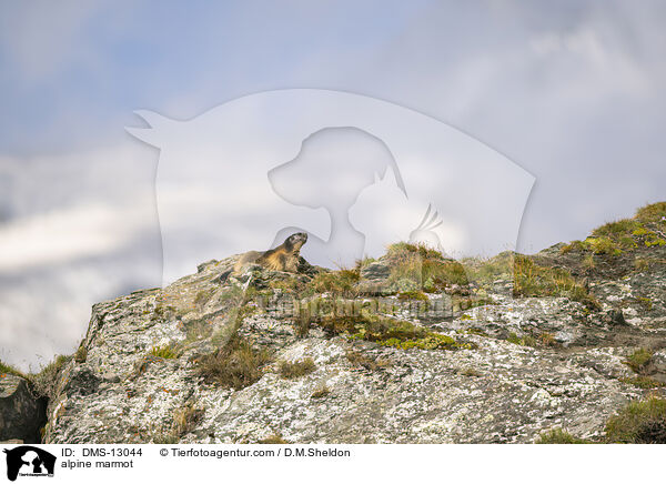 Alpenmurmeltier / alpine marmot / DMS-13044