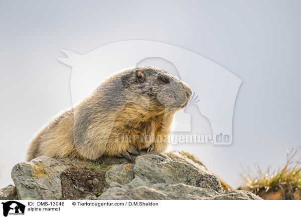 alpine marmot / DMS-13046