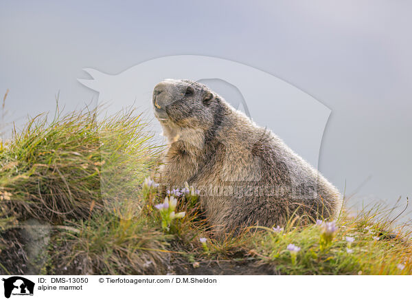 alpine marmot / DMS-13050