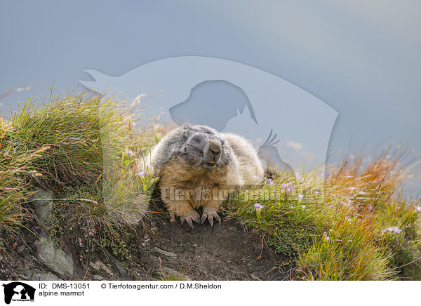 Alpenmurmeltier / alpine marmot / DMS-13051