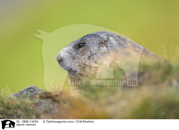 alpine marmot / DMS-13054