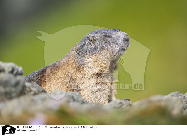 Alpenmurmeltier / alpine marmot / DMS-13057