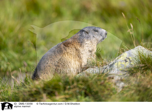 Alpenmurmeltier / alpine marmot / DMS-13058