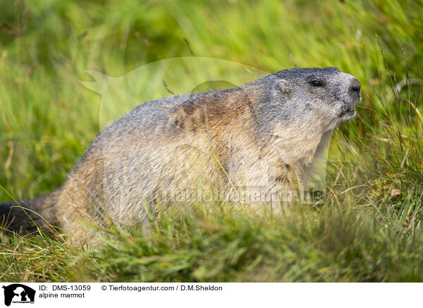 Alpenmurmeltier / alpine marmot / DMS-13059