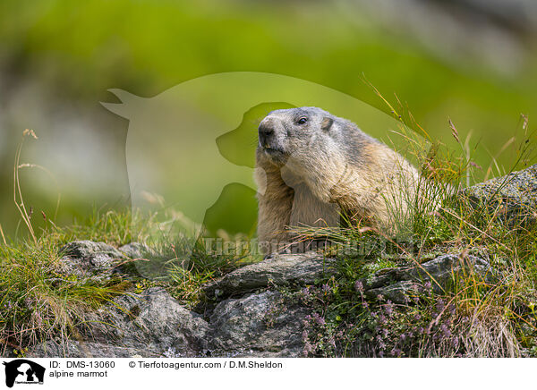 Alpenmurmeltier / alpine marmot / DMS-13060