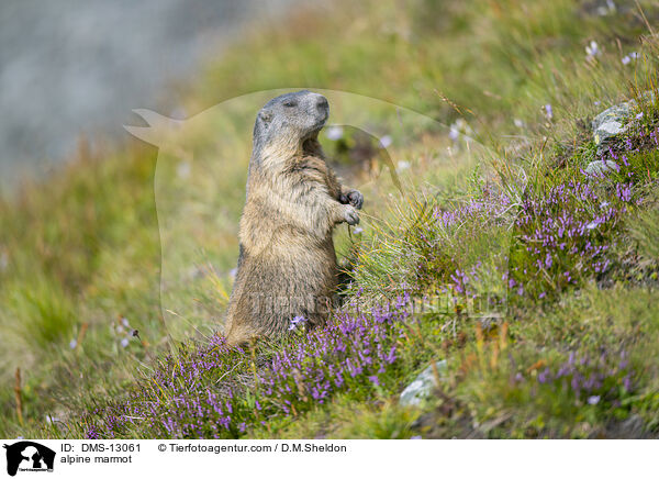 Alpenmurmeltier / alpine marmot / DMS-13061