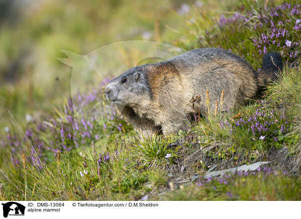 Alpenmurmeltier / alpine marmot / DMS-13064