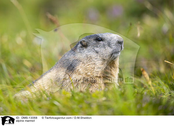 Alpenmurmeltier / alpine marmot / DMS-13068