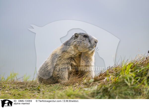 Alpenmurmeltier / alpine marmot / DMS-13069
