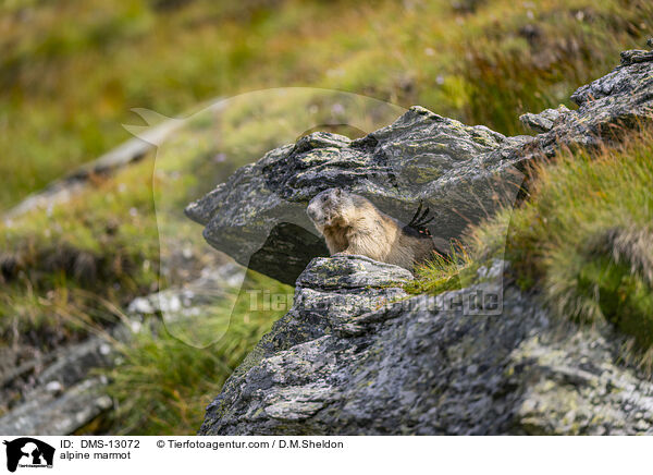 Alpenmurmeltier / alpine marmot / DMS-13072