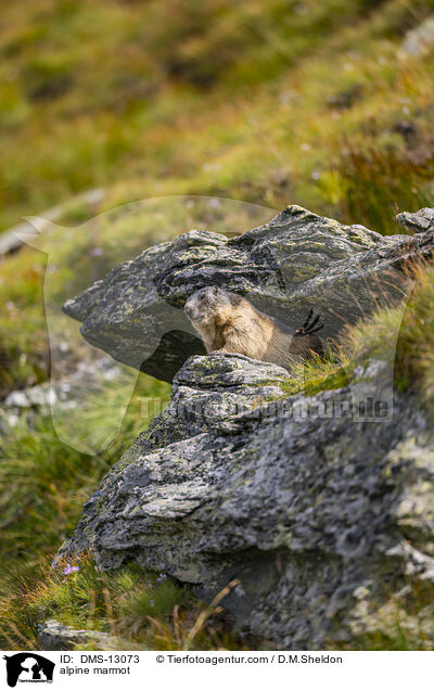Alpenmurmeltier / alpine marmot / DMS-13073