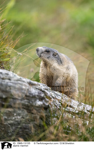 Alpenmurmeltier / alpine marmot / DMS-13155