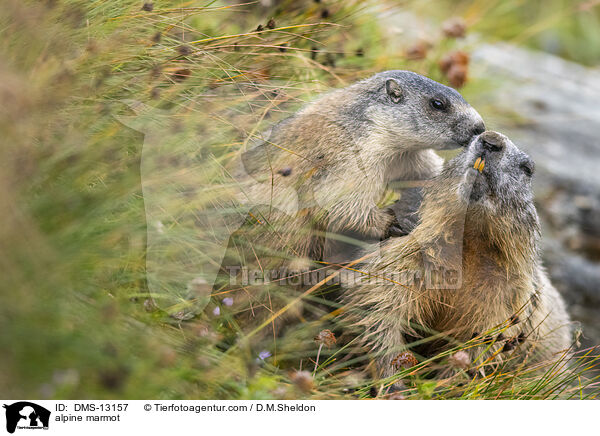 Alpenmurmeltier / alpine marmot / DMS-13157