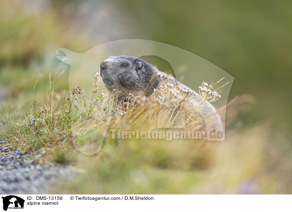 Alpenmurmeltier / alpine marmot / DMS-13158