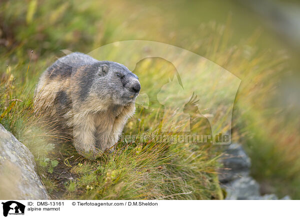 Alpenmurmeltier / alpine marmot / DMS-13161