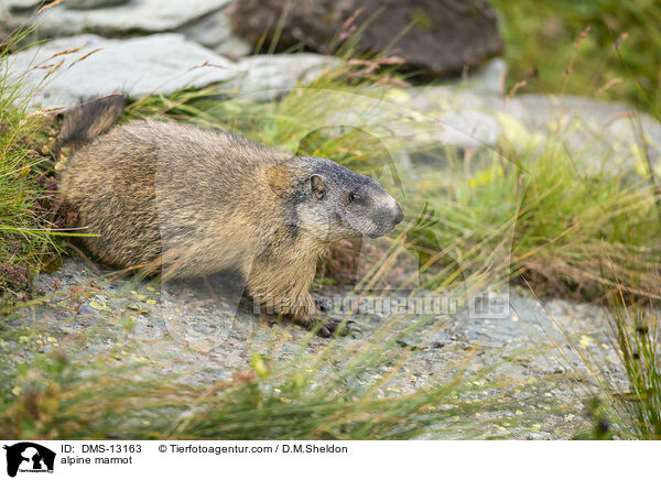 Alpenmurmeltier / alpine marmot / DMS-13163