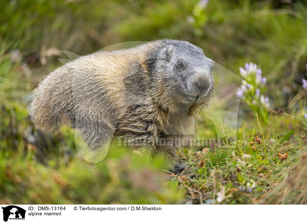Alpenmurmeltier / alpine marmot / DMS-13164