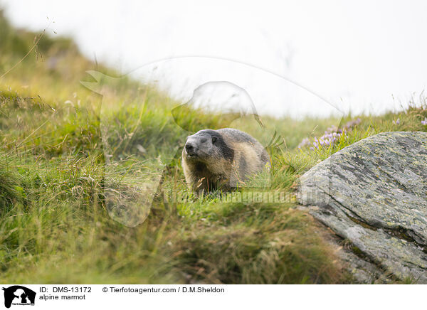 Alpenmurmeltier / alpine marmot / DMS-13172